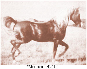 Mounwer, an asil Shueyman Sabbah from Lebanon, imported to the USA in 1947
