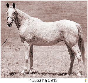 Subaiha, a desert bred mare bred by Saud ibn Abdallah ibn Jiluwi and imported to the USA by J. Rogers in 1950