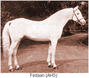 Fedaan, a Saqlawi Jadran of the marbat of Ibn Zubayni, imported to the UK by HVM Clark